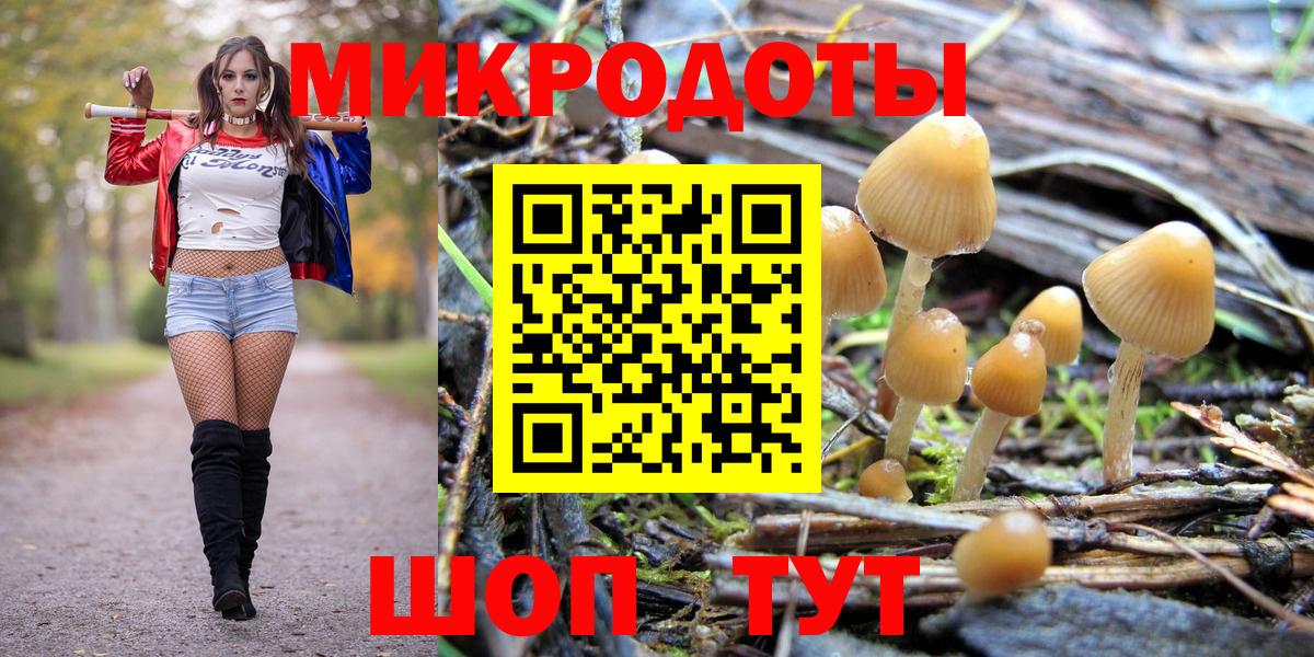 Псилоцибиновые грибы Psilocybe Фрязино